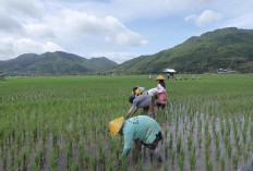 Berbasis Gotong Royong, Desa Manemeng Perkuat Ekosistem Ekonomi Kerakyatan melalui Program Desa BRILiaN