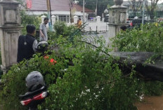 Pohon Tumbang Timpa Motor Pengunjung PN Palembang, Lalu Lintas Sempat Lumpuh Total