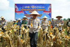 Panen Raya Jagung Serentak, 15 Ton Hasilnya Polres OKI Kirim ke Bulog Palembang