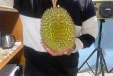 5 Ciri Utama Durian Berkualitas yang Wajib Diketahui Sebelum Membeli