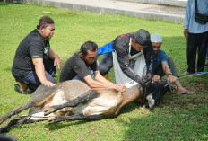 PT Bukit Asam Gelar Pelatihan Penyembelihan Hewan Kurban Sambut Idul Adha 1446 H