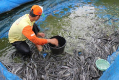 7 Cara Budidaya Lele untuk Pemula: Modal Kecil, Keuntungan Menjanjikan