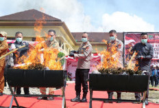 Polda Sumsel Bakar 200 Kg Ganja dari Ladang Seluas 20 Hektare di Empat Lawang