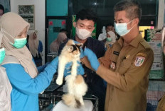 Banyuasin Targetkan Bebas Rabies Tahun 2028, Pemkab Gencarkan Vaksinasi Hewan
