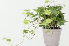 Dinding Rumah Kusam, 5 Tanaman Hias Merambat Bisa Bikin Rumah Cantik