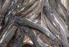 6 Jenis Ikan Air Tawar Paling Menguntungkan untuk Budidaya, Salah Satunya Ikan Lele