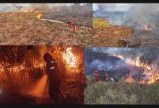 Lagi, Api Melahap Kawasan Lahan dan Hutan Palem Raya Ogan Ilir