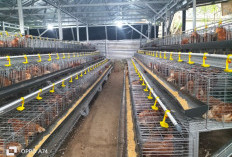 Pensiunan TNI Usaha Ternak Ayam Petelur di Lempuing OKI, Hasilkan 30 Kg Sehari