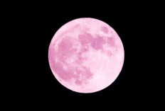 Mengapa Bulan Purnama 1 April 2026 Disebut Pink Moon? Yuk Cek Fakta dan Mitos