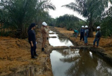 Musim Kemarau Rawan Karhutla, Ini Tips Mencegah Karhutla di Lahan Sawit Bisa Diterapkan