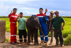 Jaga Gajah Sumatera, Kilang Plaju Rawat Warisan Alam Sumsel