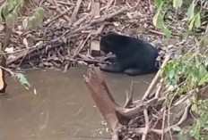 Beruang Hitam Muncul di Sungai Rambang Muara Enim, Warga Diminta Tak Beraktivitas di Lokasi Kemunculan