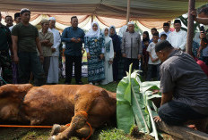 Kodim 0402/OKI Kurban 5 Ekor Sapi dan 8 Ekor Kambing Dibagikan ke Masyarakat
